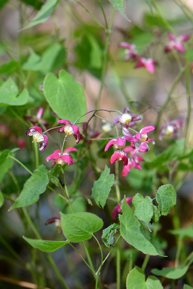 Изображение особи Epimedium rubrum.