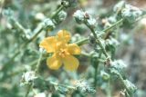 Verbascum pinnatifidum. Ветвь с цветком. Крым, Арабатская стрелка, середина июля.