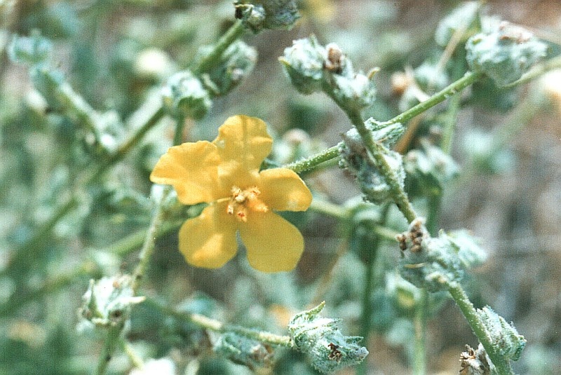 Image of Verbascum pinnatifidum specimen.