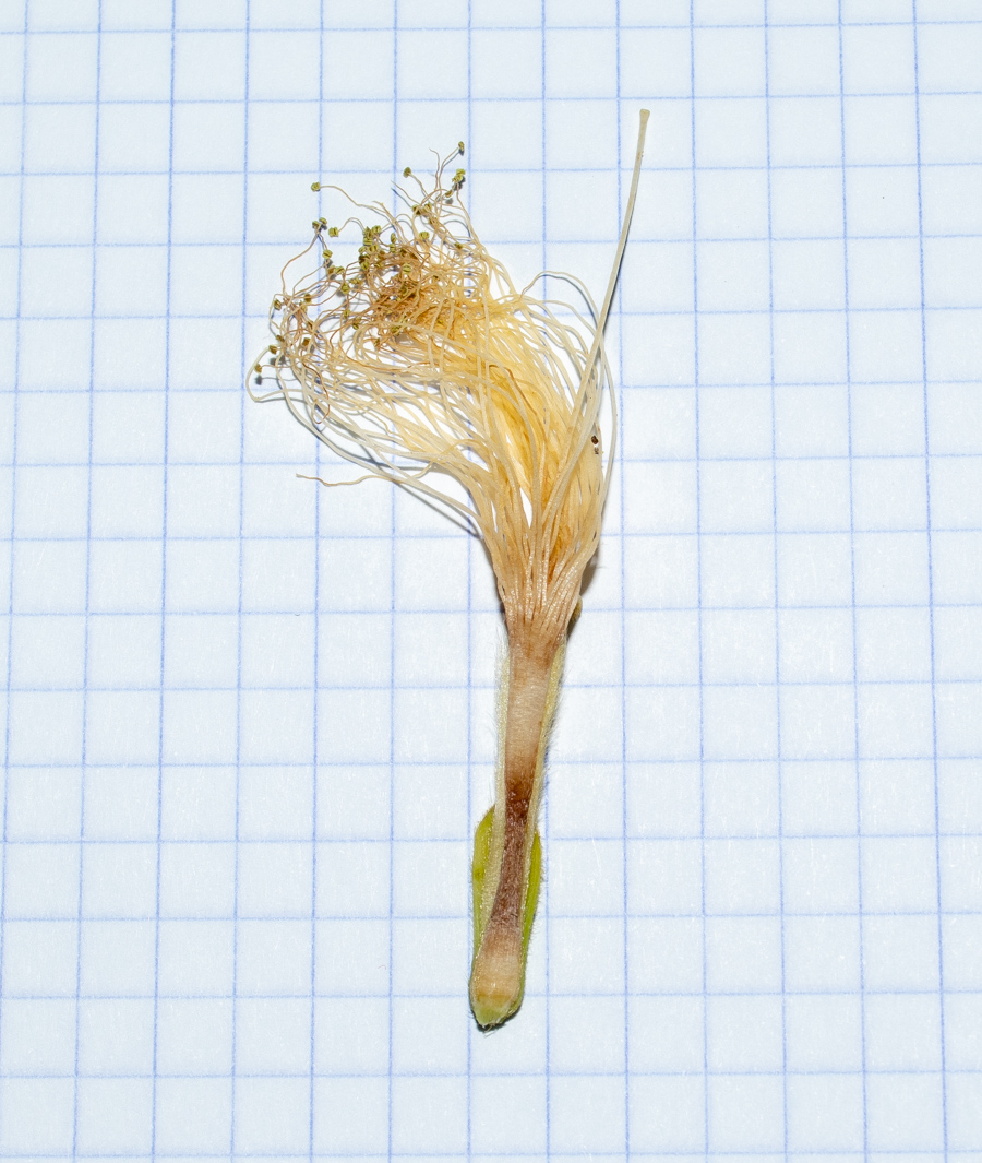 Image of Inga edulis specimen.