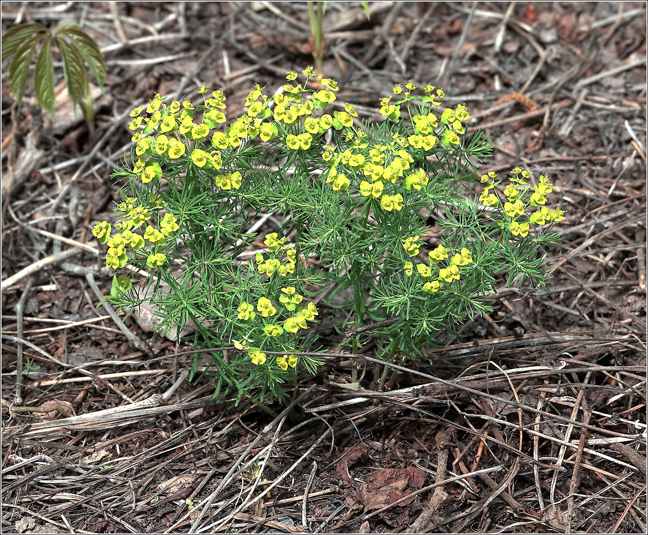 Image of Euphorbia cyparissias specimen.