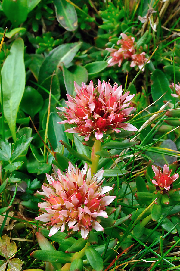 Image of Rhodiola algida specimen.