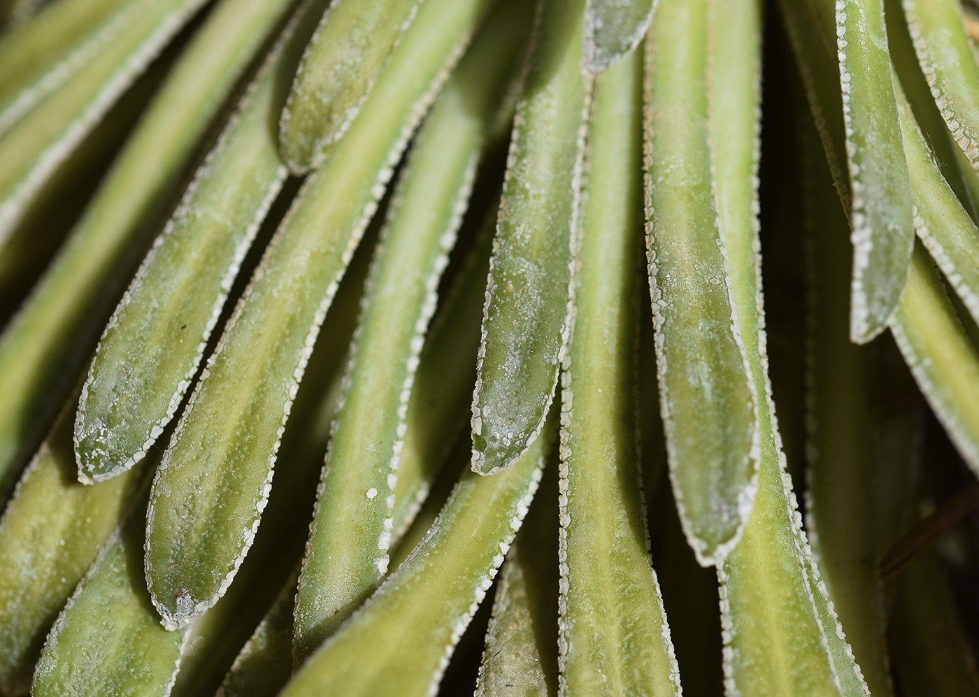 Image of Saxifraga longifolia specimen.