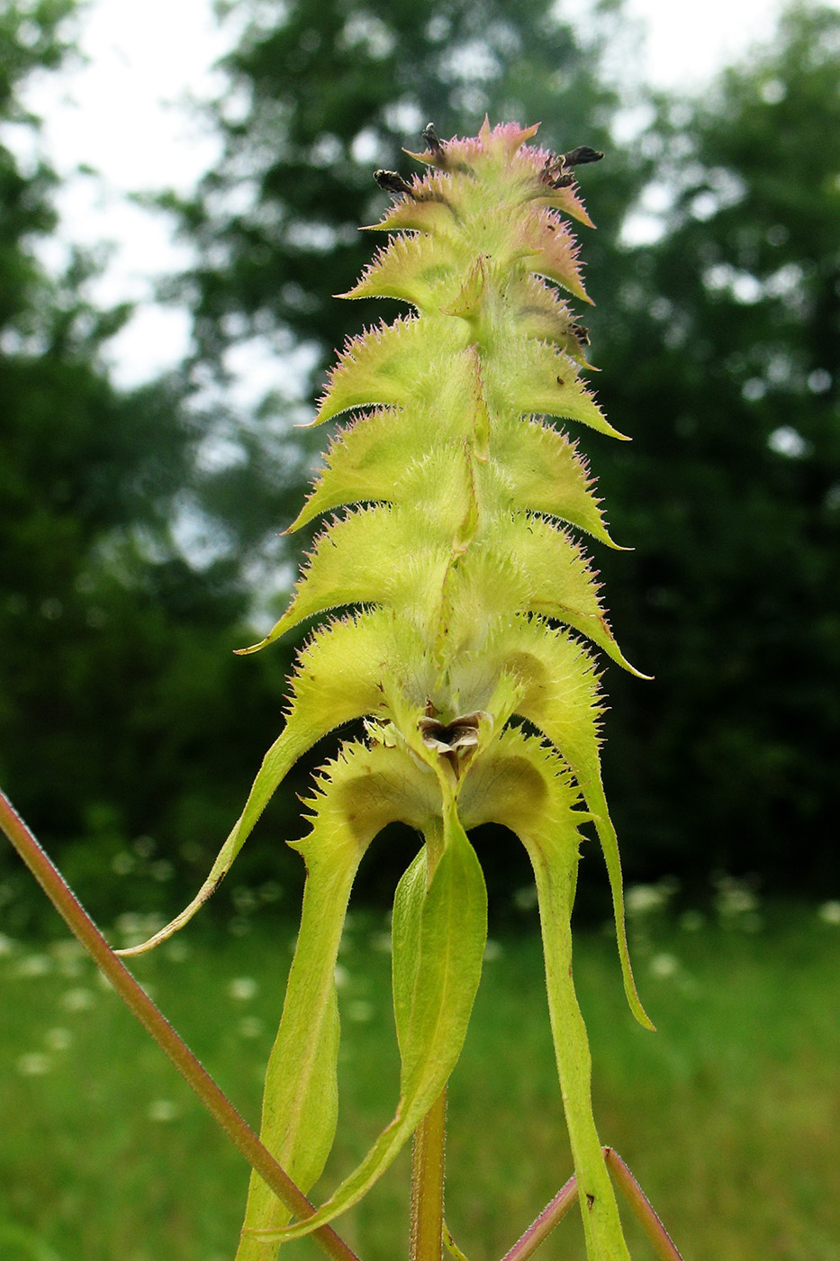 Image of Melampyrum cristatum specimen.