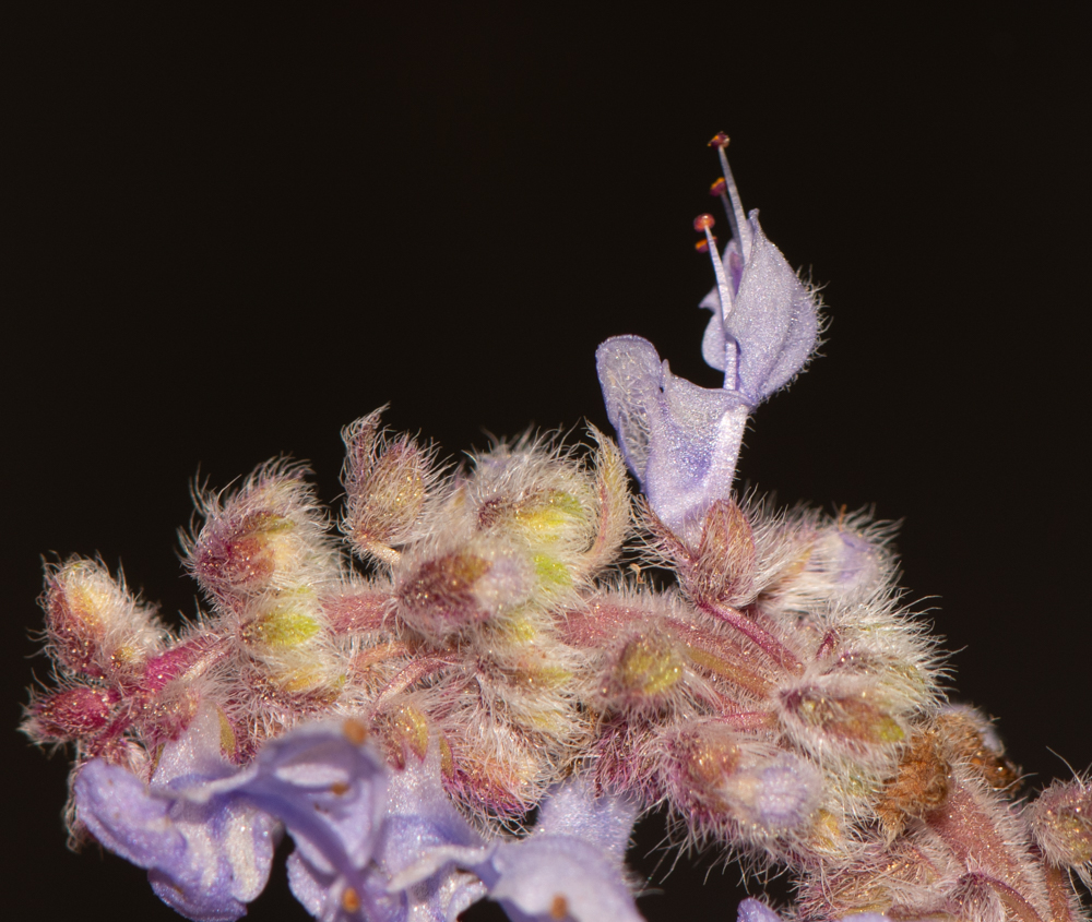 Image of Coleus australis specimen.