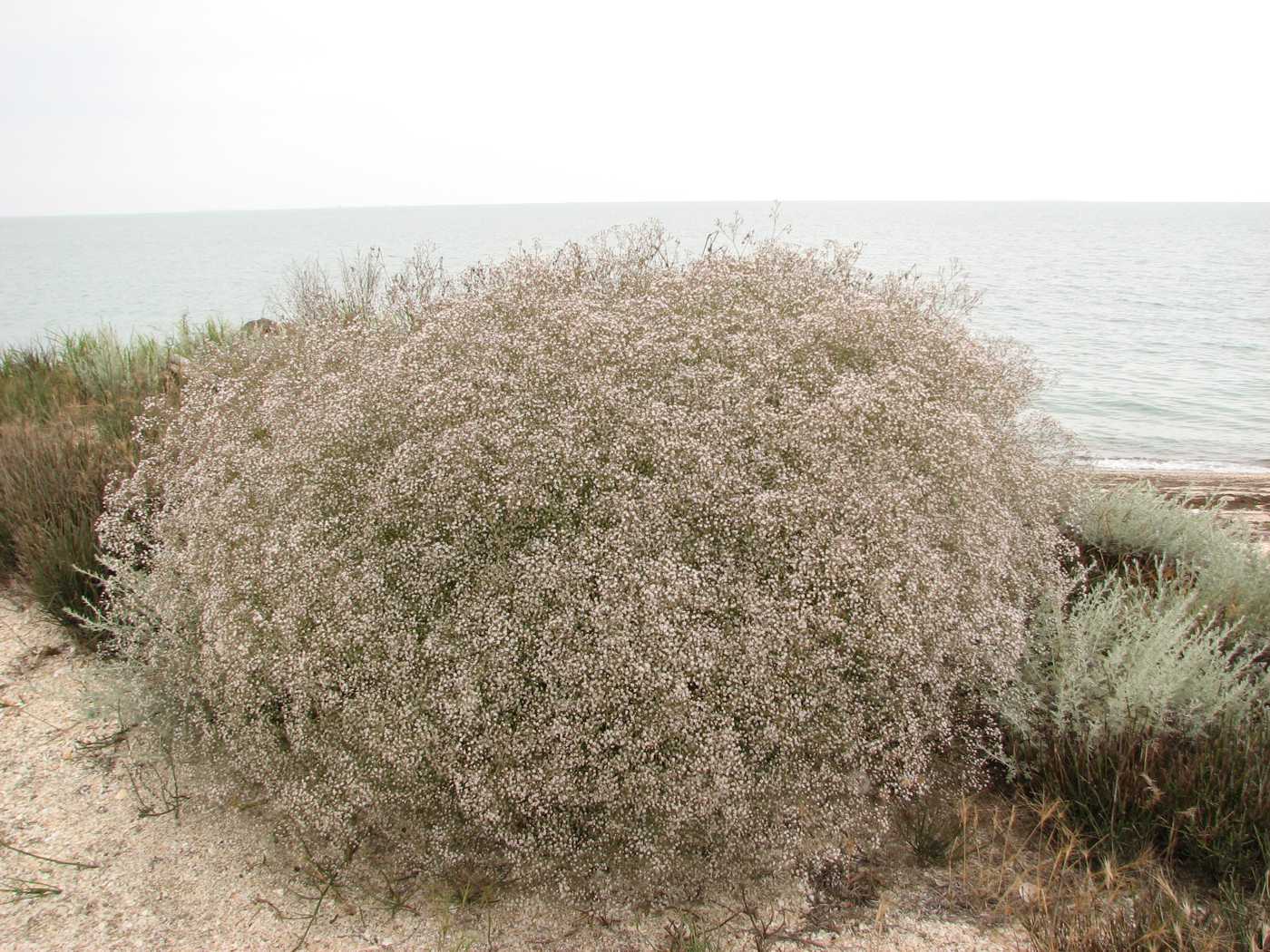 Изображение особи Gypsophila paniculata.