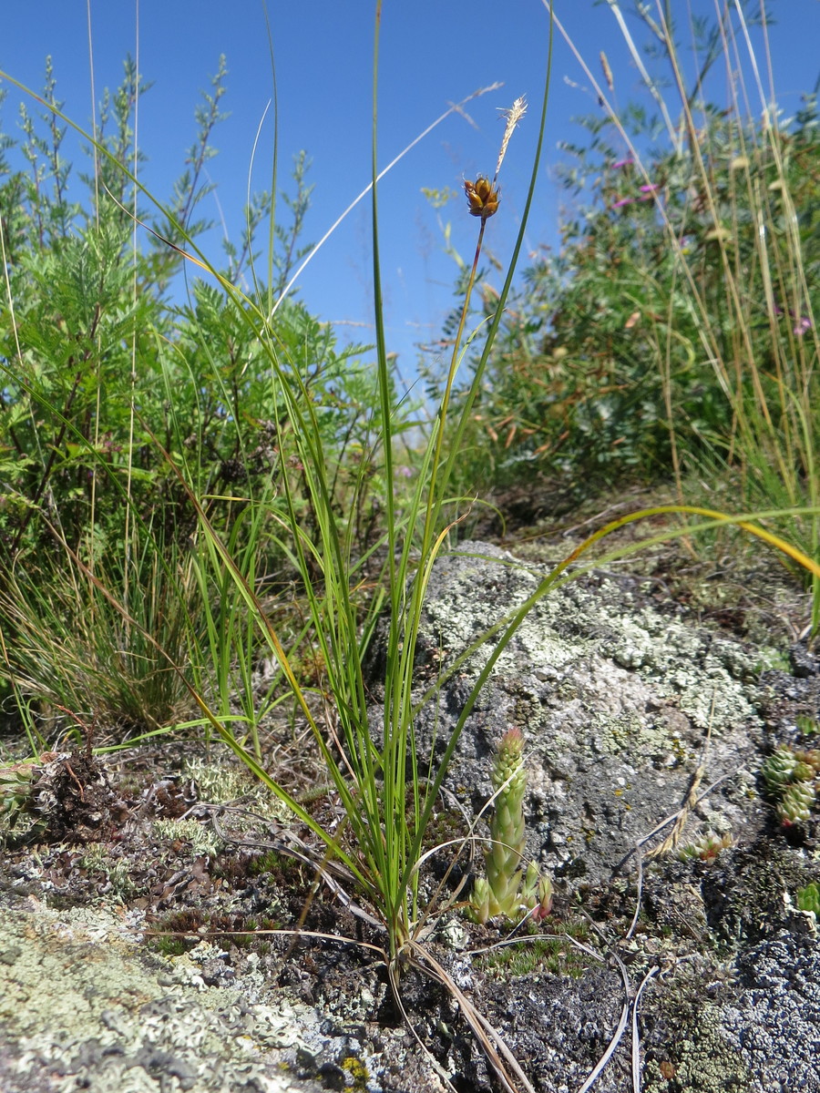 Image of Carex supina specimen.