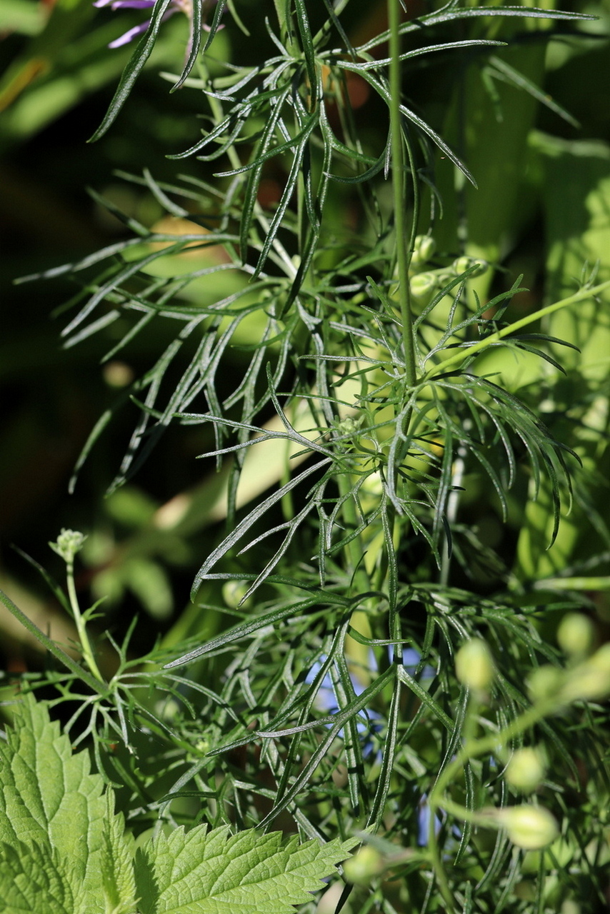 Image of Delphinium ajacis specimen.