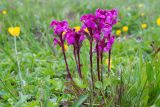 Pedicularis nordmanniana