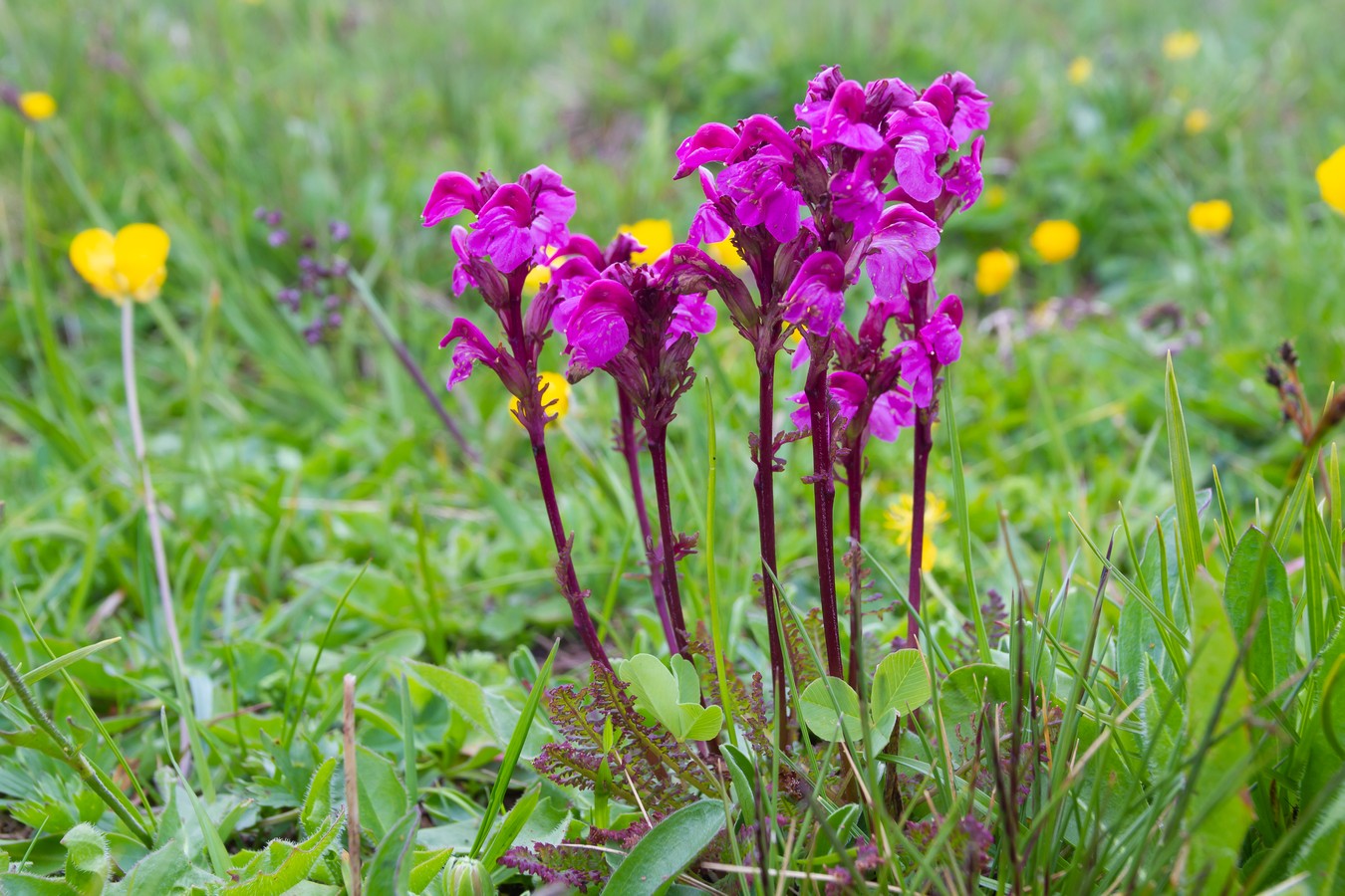 Изображение особи Pedicularis nordmanniana.