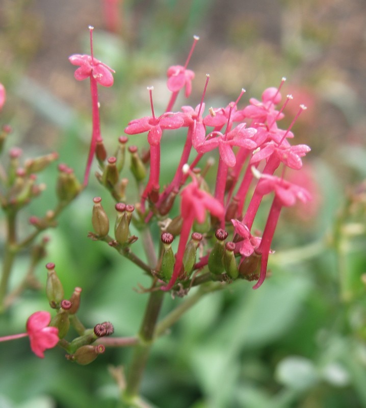 Image of Centranthus ruber specimen.