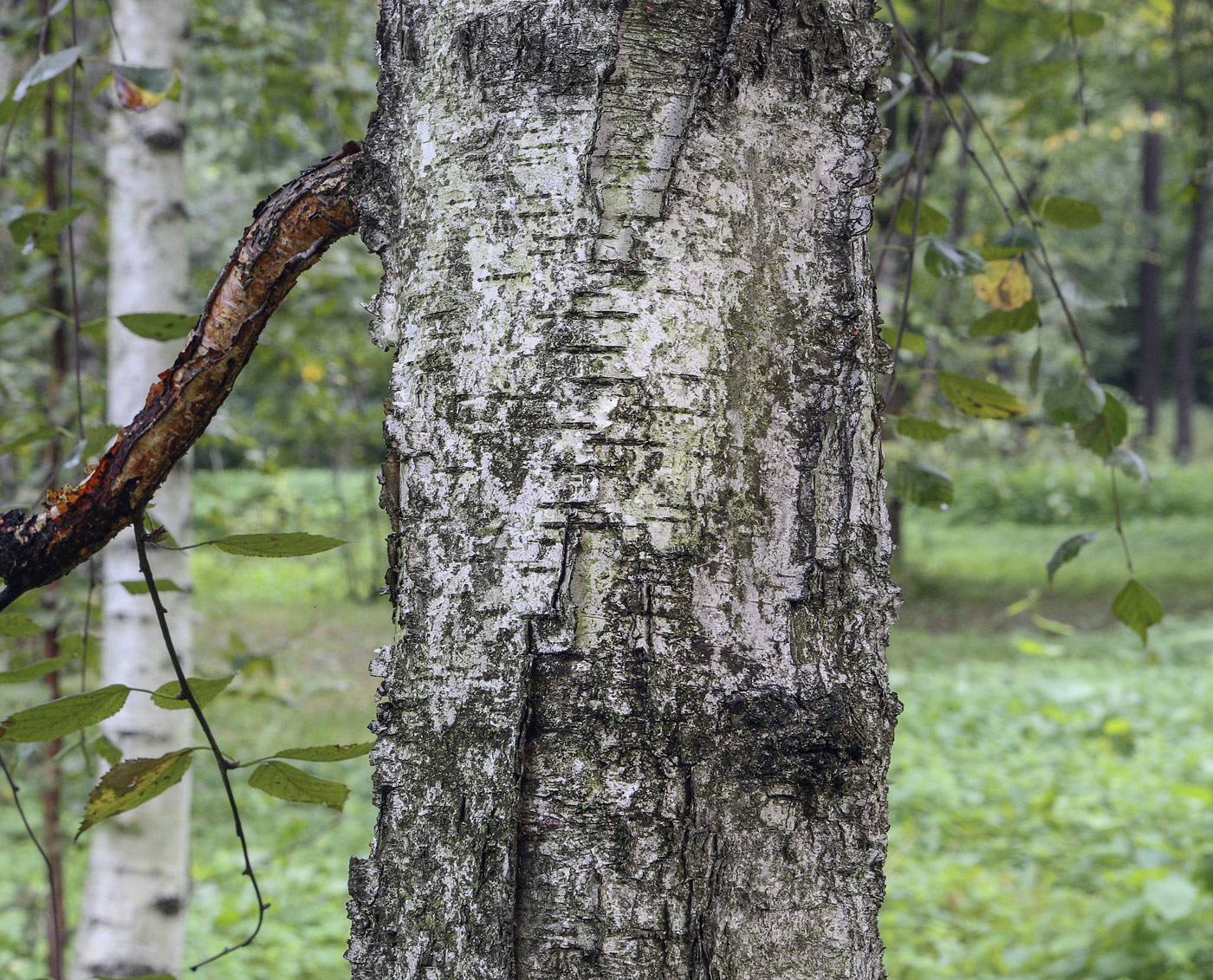 Изображение особи Betula litwinowii.