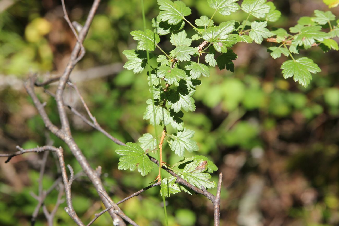 Изображение особи Grossularia acicularis.