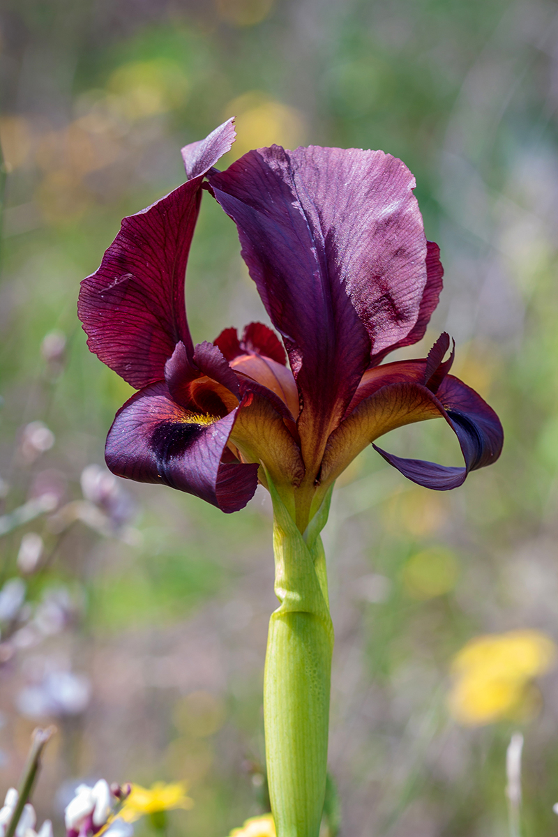 Изображение особи Iris atropurpurea.