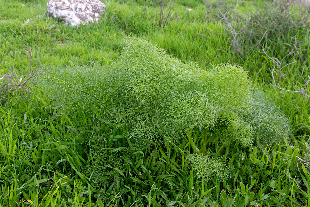 Изображение особи Ferula communis.