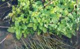Veronica anagallis-aquatica