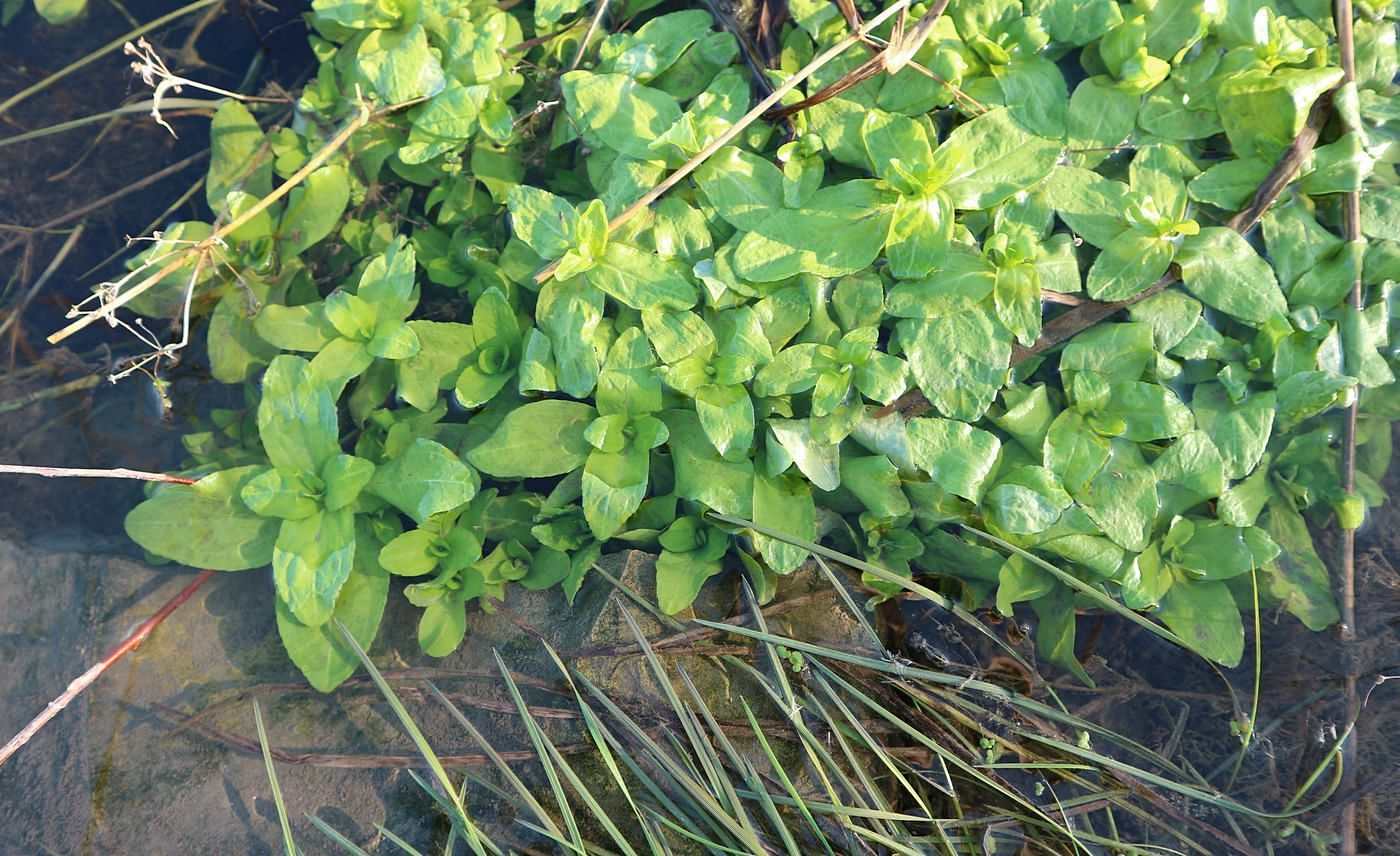 Image of Veronica anagallis-aquatica specimen.