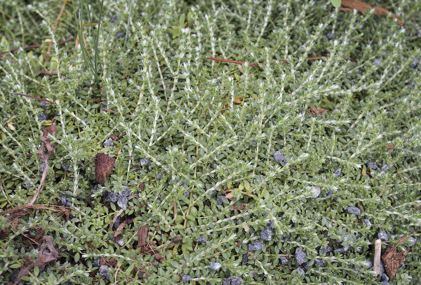 Image of genus Paronychia specimen.