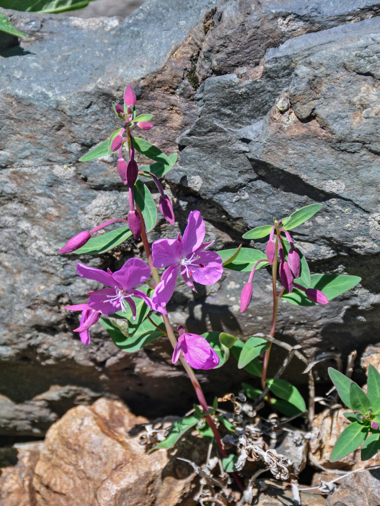 Image of Chamaenerion latifolium specimen.