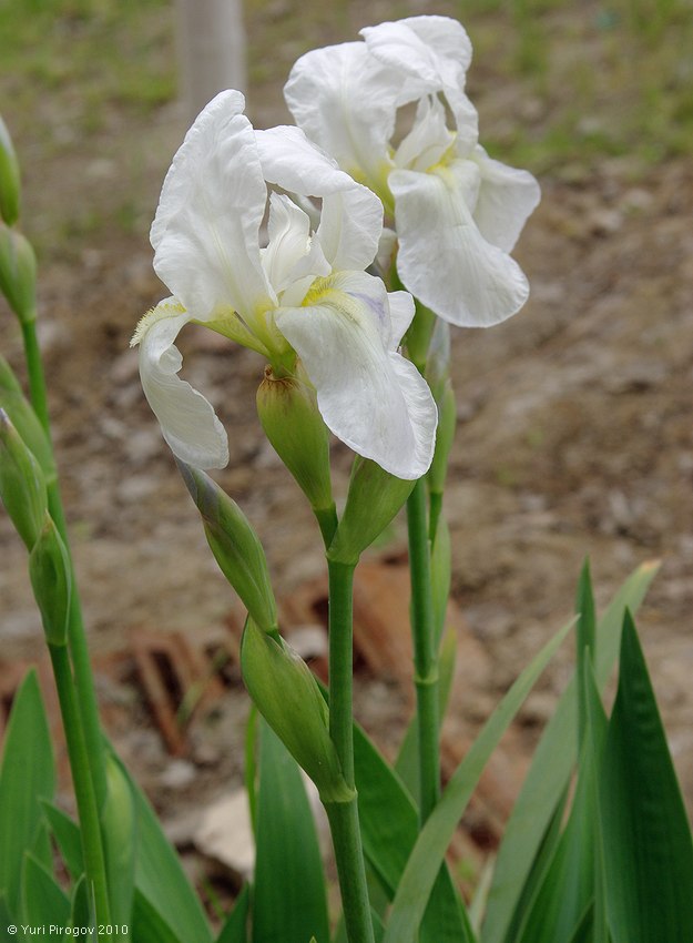 Изображение особи Iris albicans.