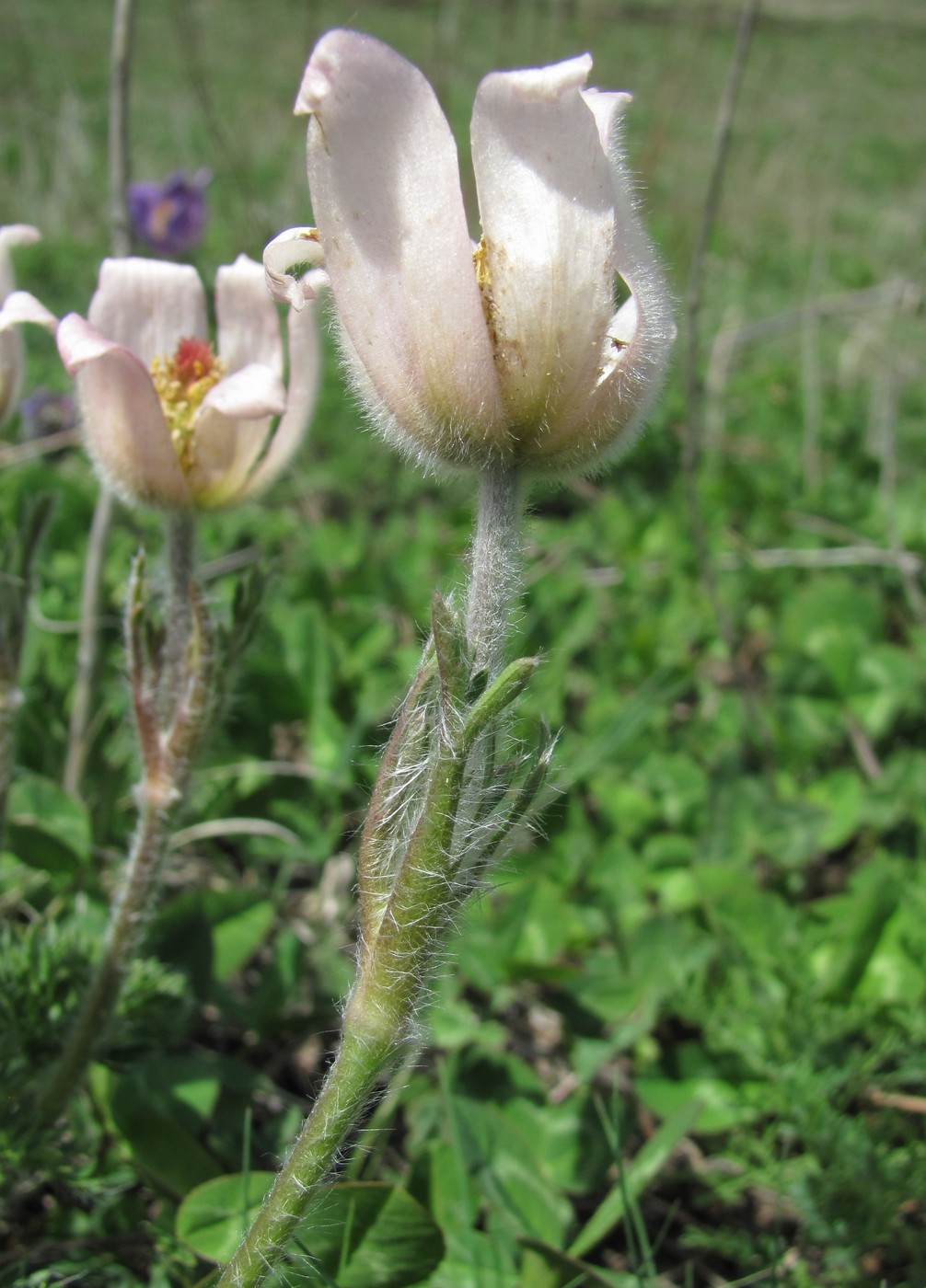 Image of Pulsatilla violacea specimen.