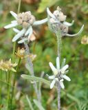 Leontopodium ochroleucum