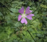 Malva thuringiaca