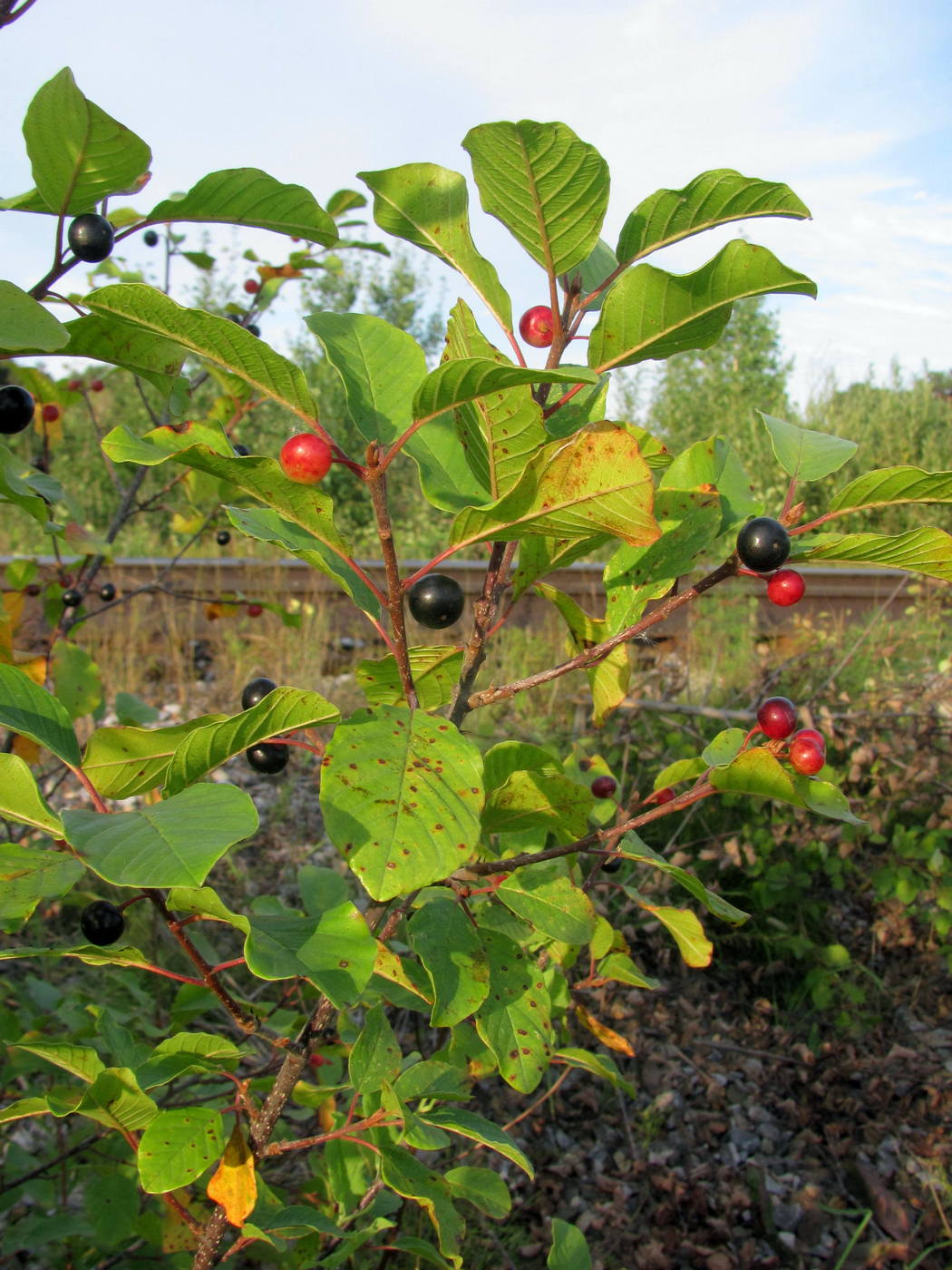 Image of Frangula alnus specimen.