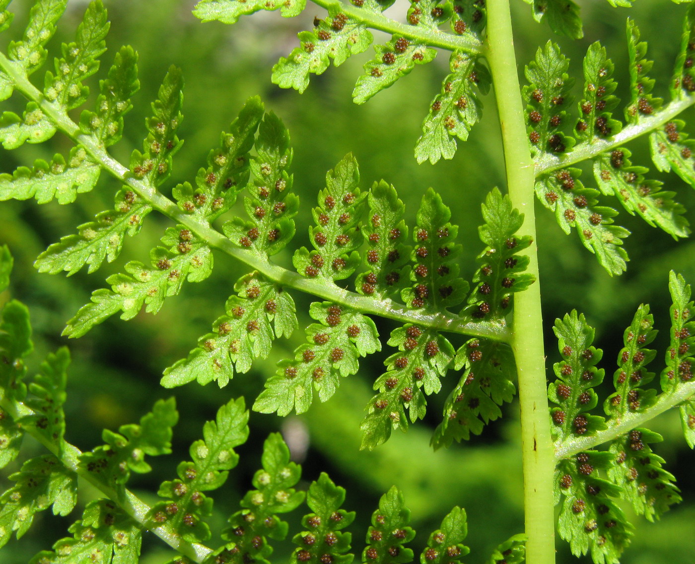 Изображение особи Athyrium distentifolium.