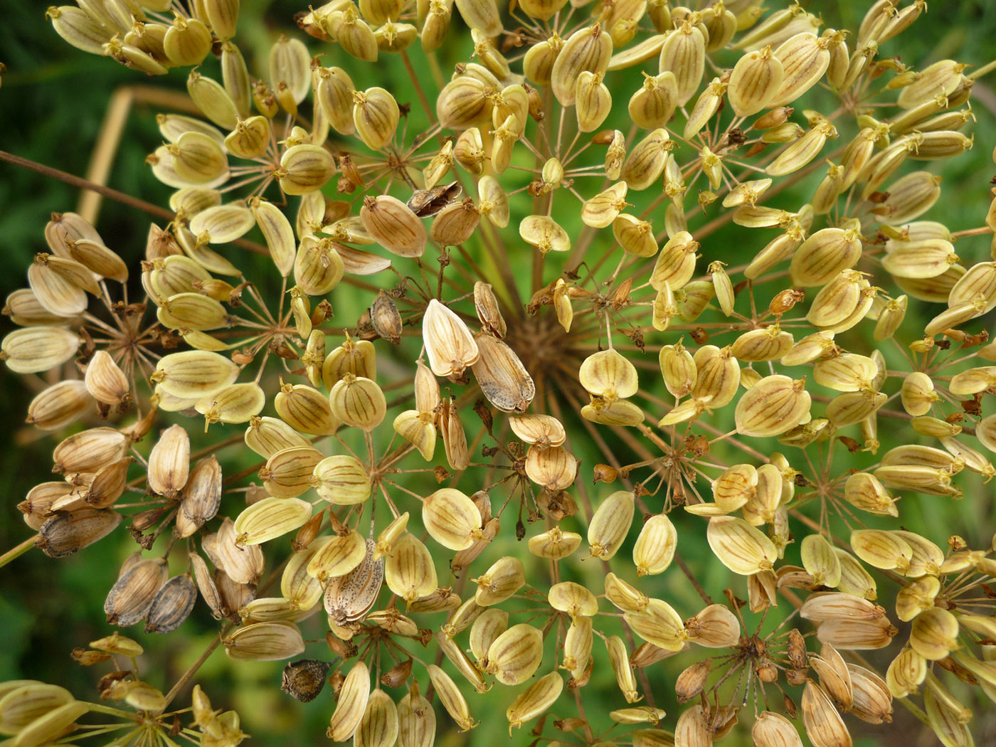 Image of Heracleum sibiricum specimen.