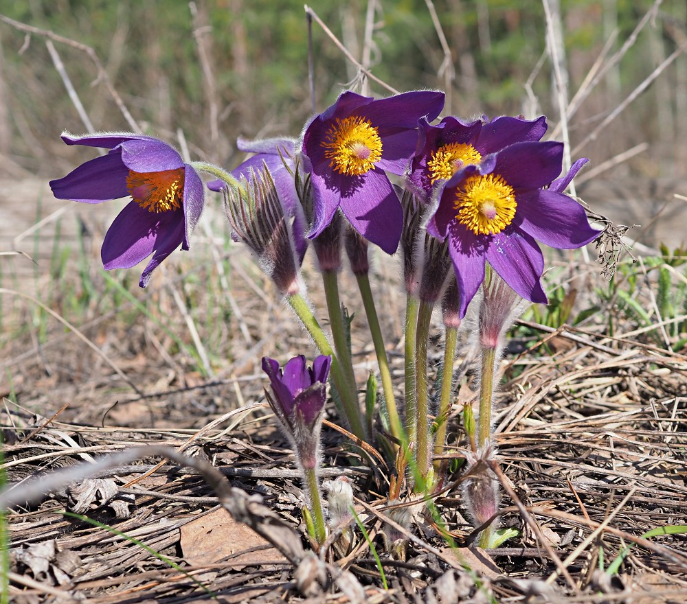 Image of Pulsatilla patens specimen.