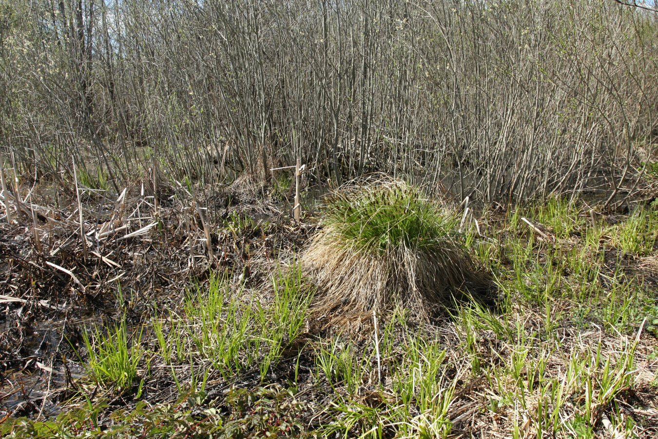 Изображение особи Carex appropinquata.