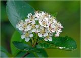 &times; Sorbaronia mitschurinii