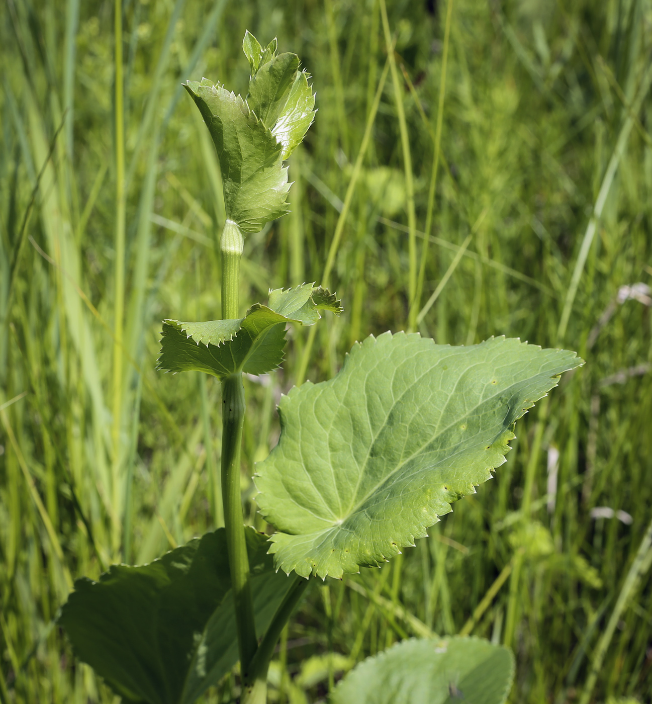 Image of Eryngium planum specimen.