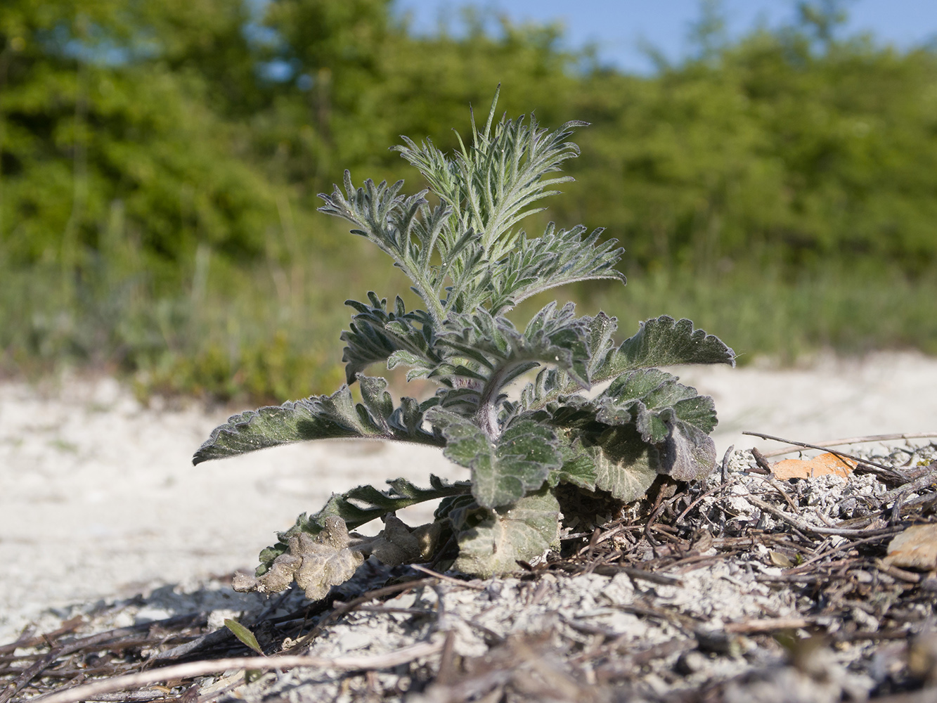 Image of Scabiosa bipinnata specimen.