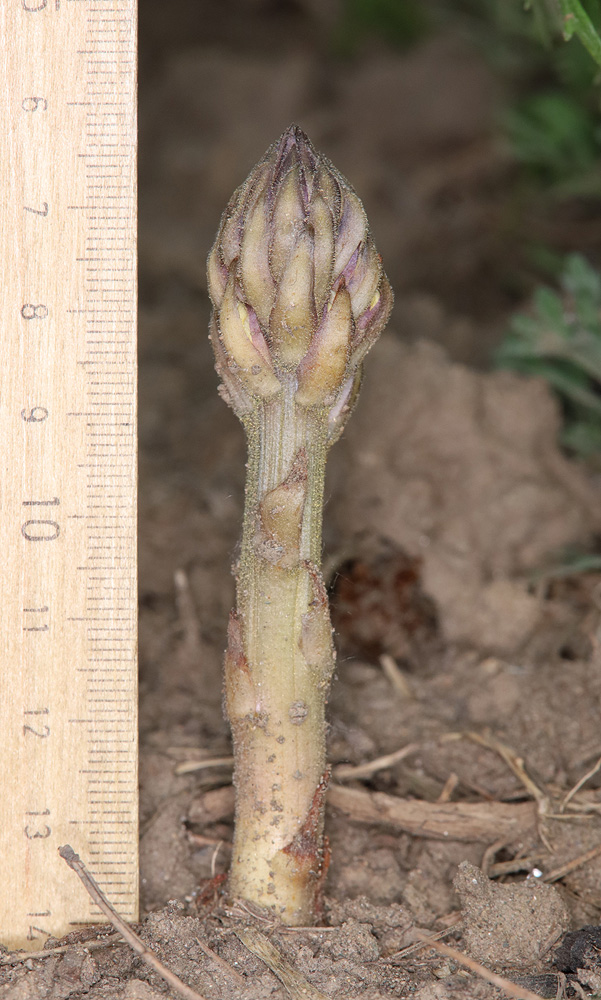 Image of Orobanche cumana specimen.