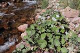 Tussilago farfara