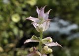 Salvia sclarea. Верхушка соцветия. Крым, г. Симферополь, окр. мкр-на Пневматика, склон куэсты. 01.08.2022.