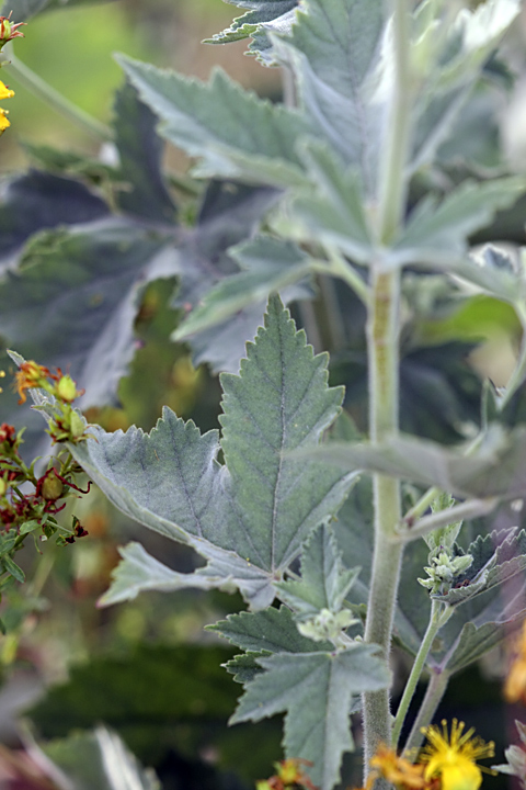 Image of Althaea armeniaca specimen.