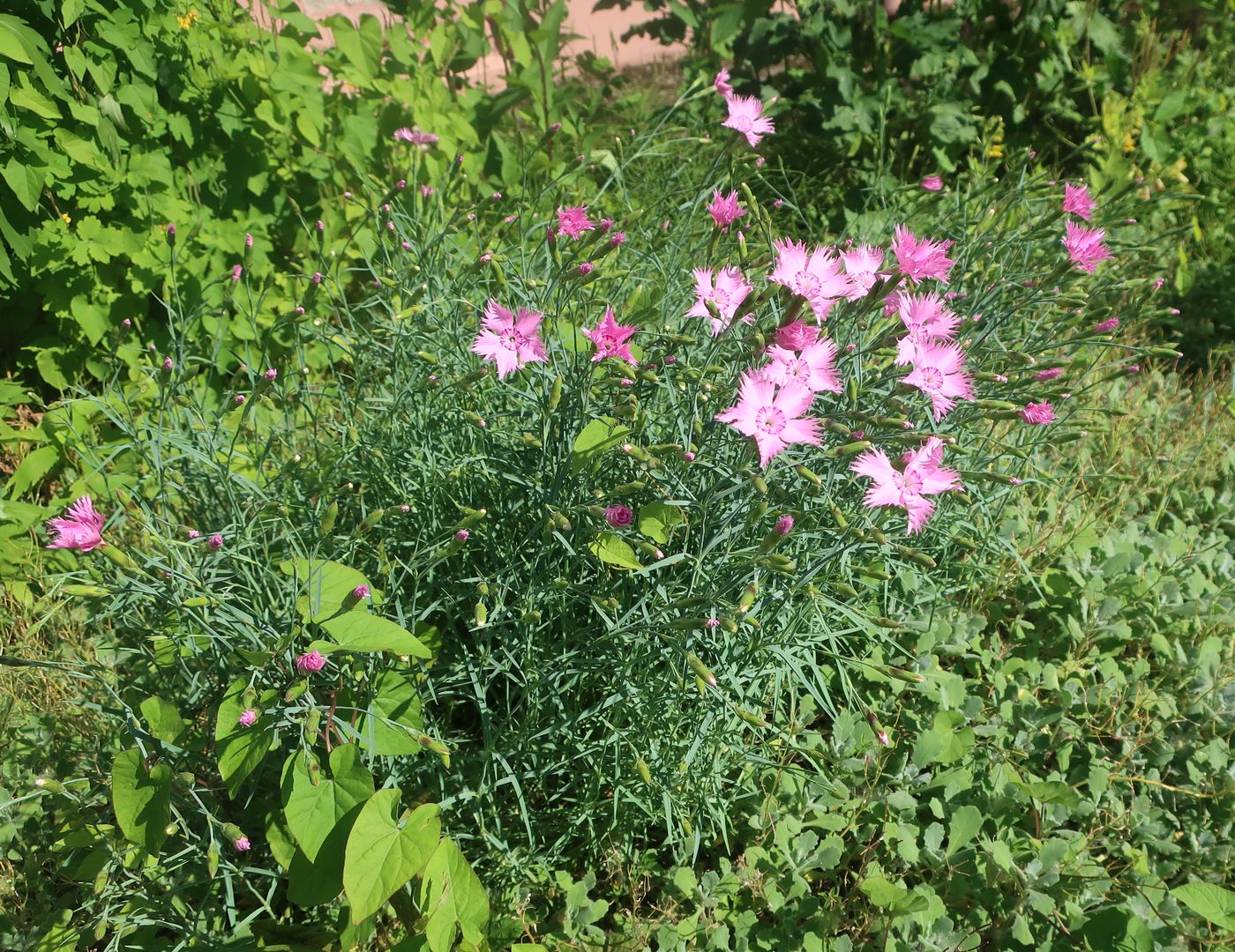 Image of Dianthus plumarius specimen.