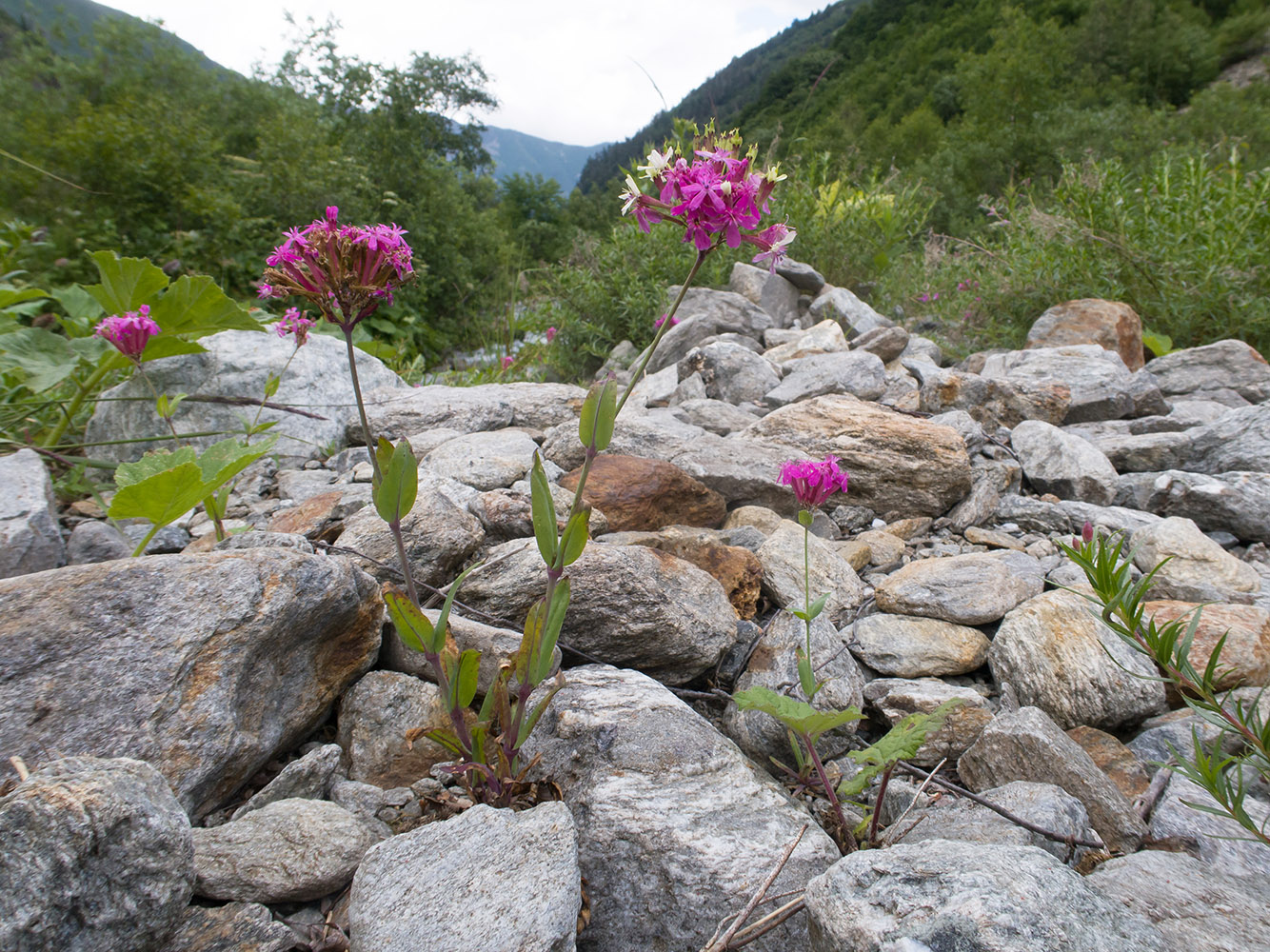 Image of Silene compacta specimen.