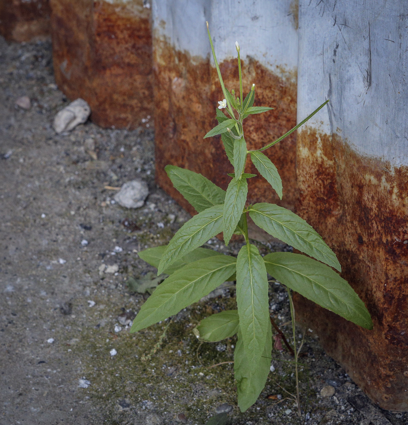 Изображение особи Epilobium pseudorubescens.