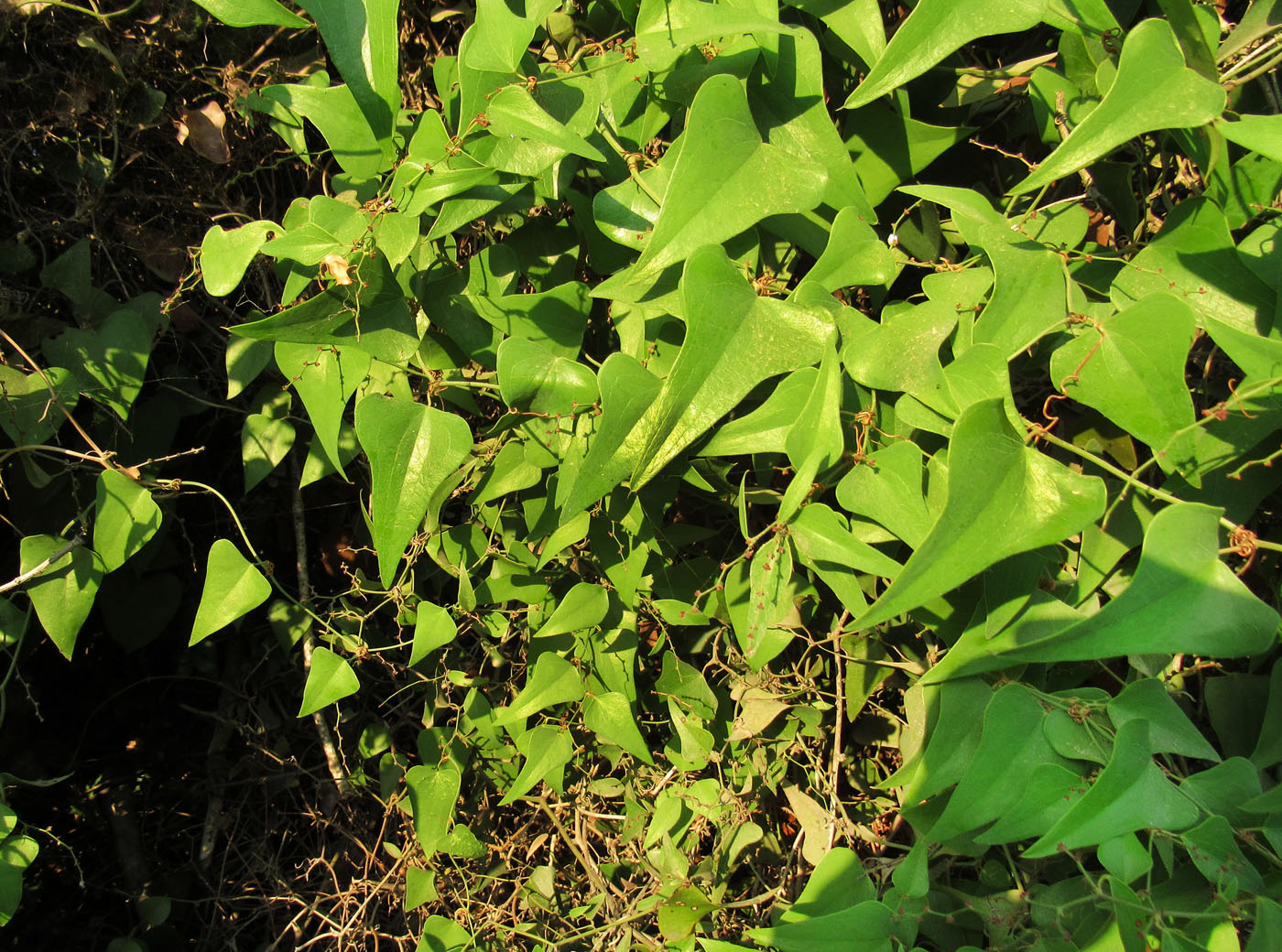 Image of Smilax aspera specimen.