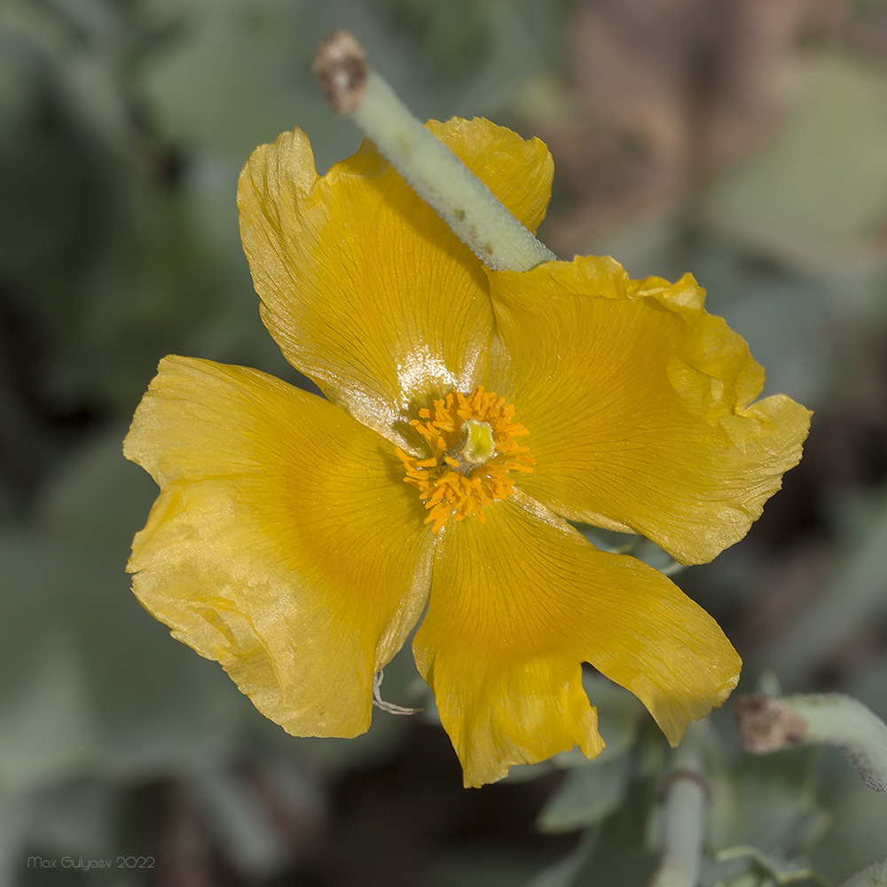 Image of Glaucium flavum specimen.