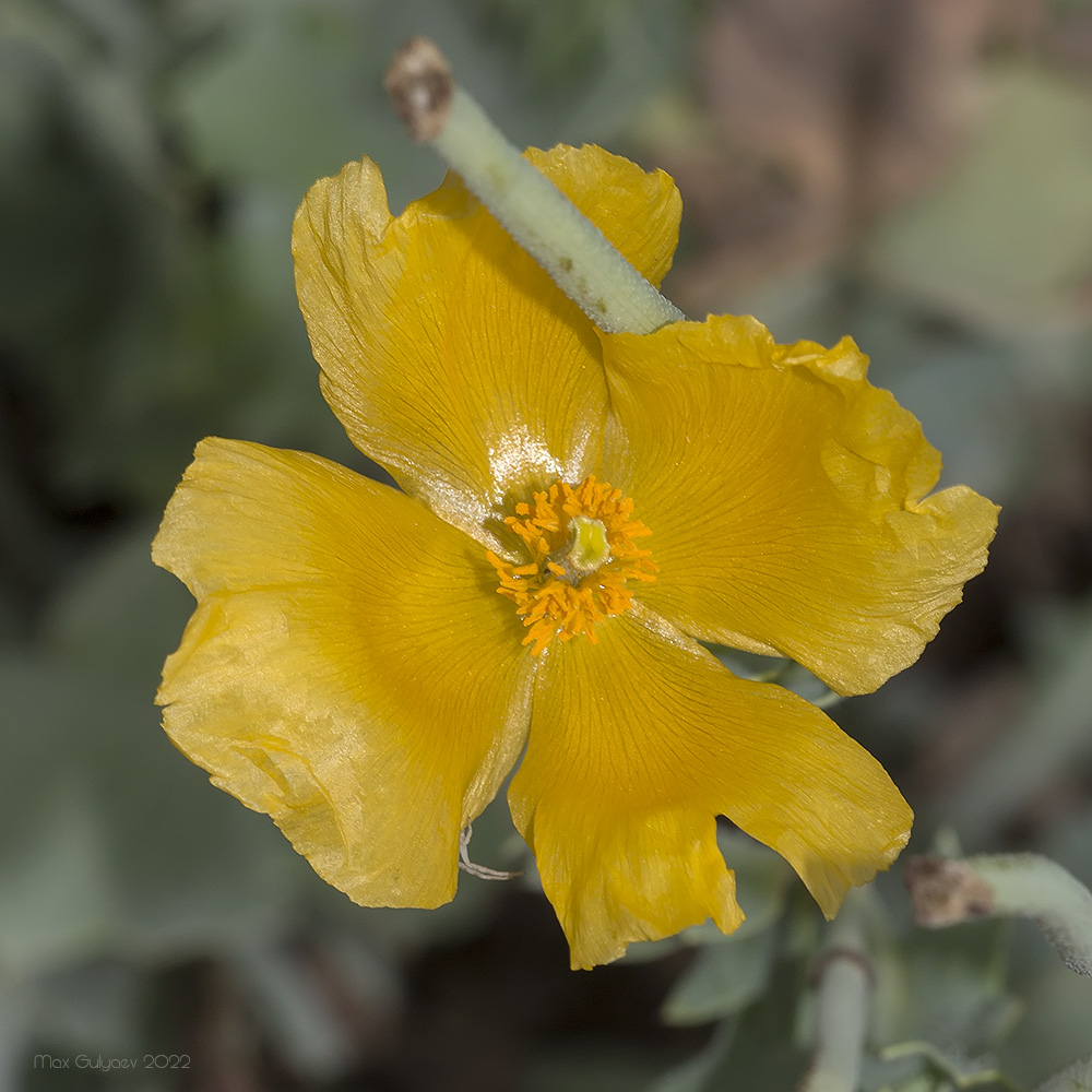 Изображение особи Glaucium flavum.