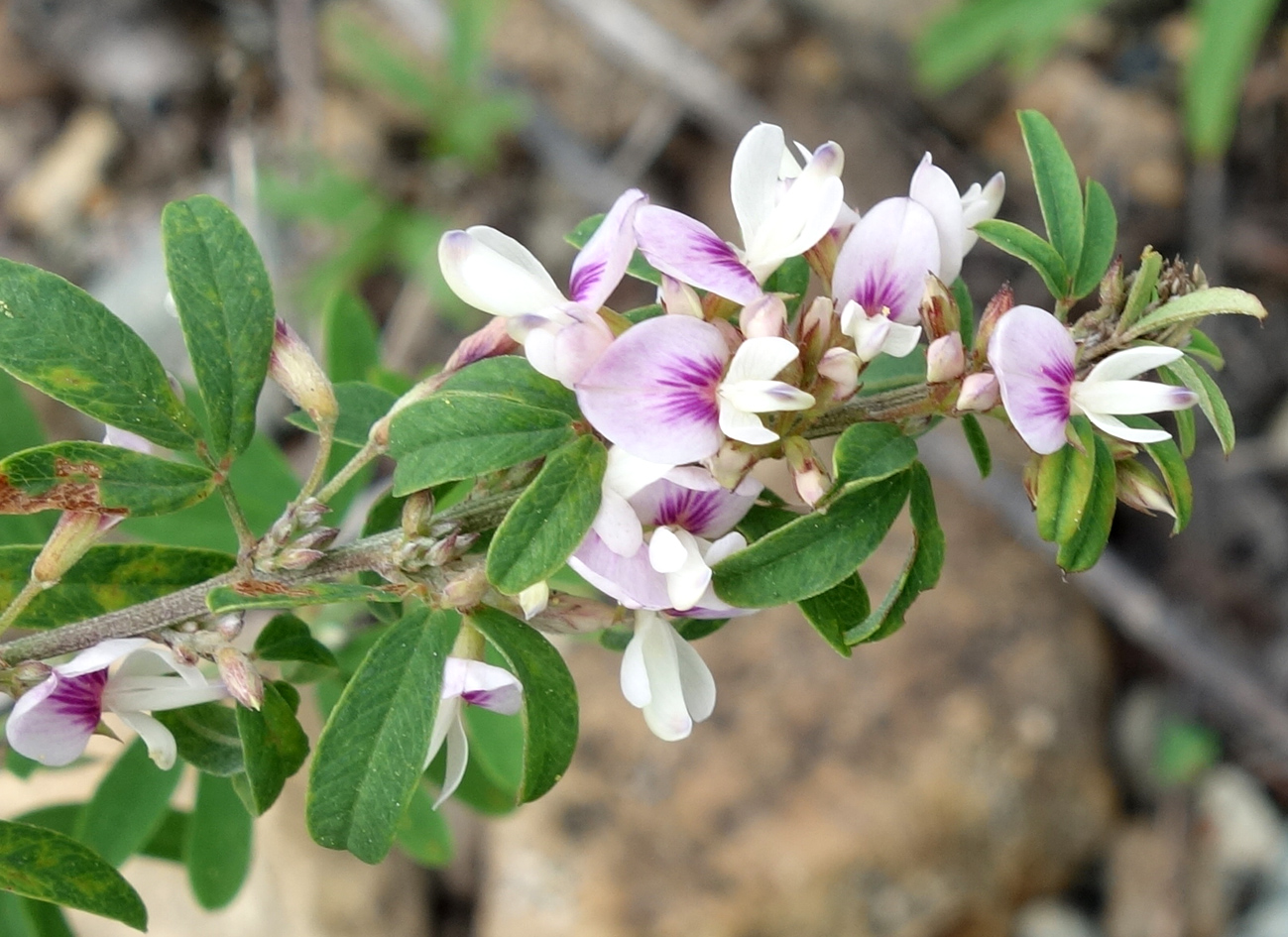 Image of Lespedeza juncea specimen.