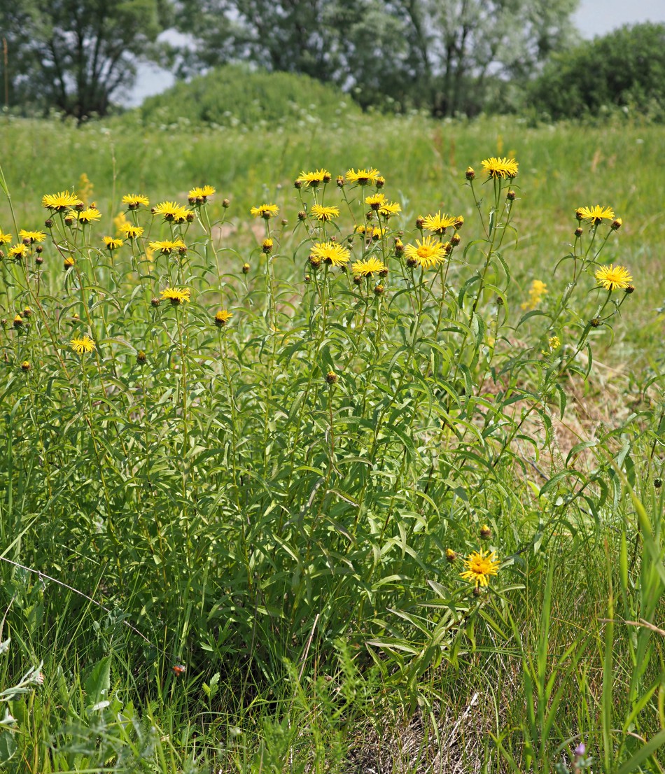 Изображение особи Inula salicina.