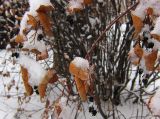 Amelanchier spicata