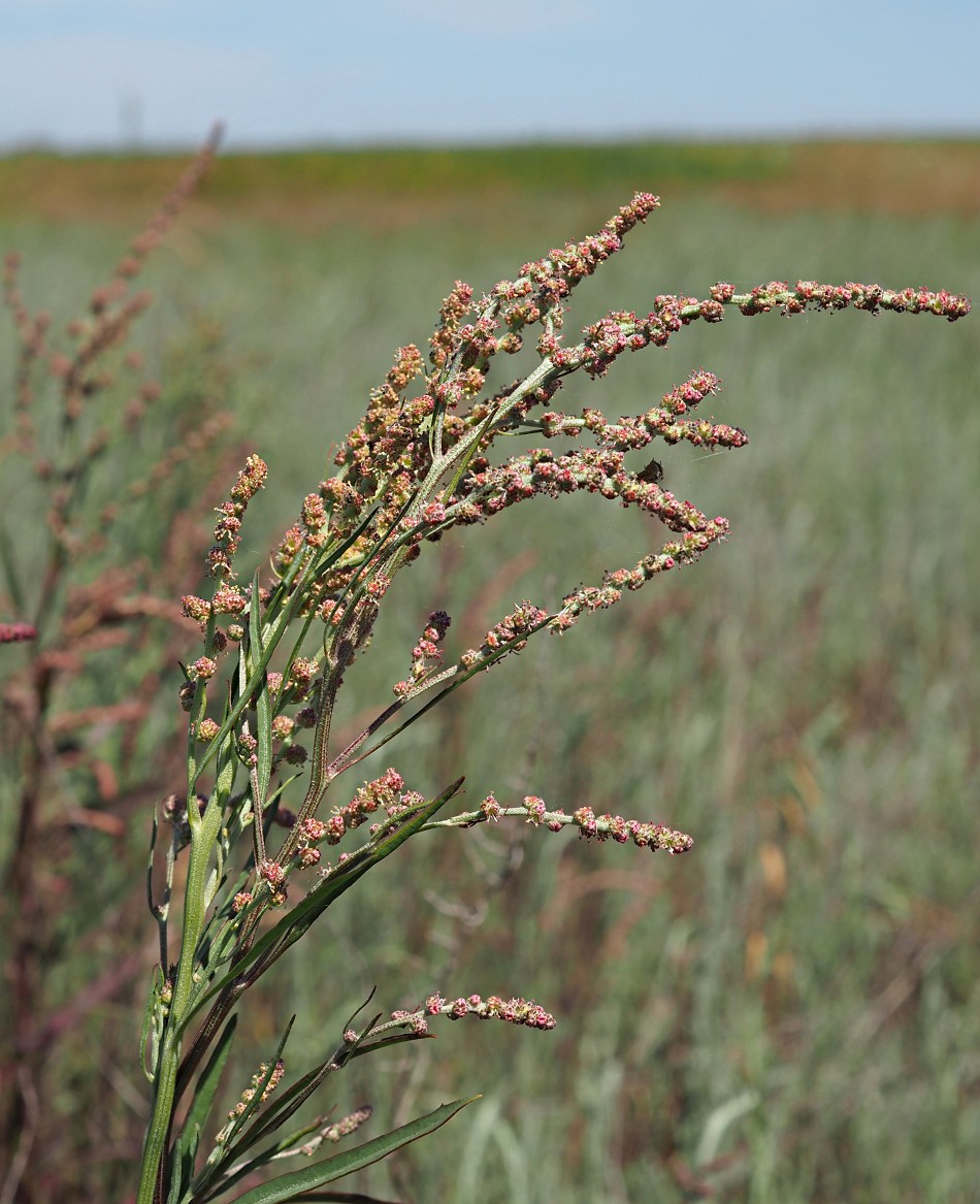 Изображение особи Atriplex patens.