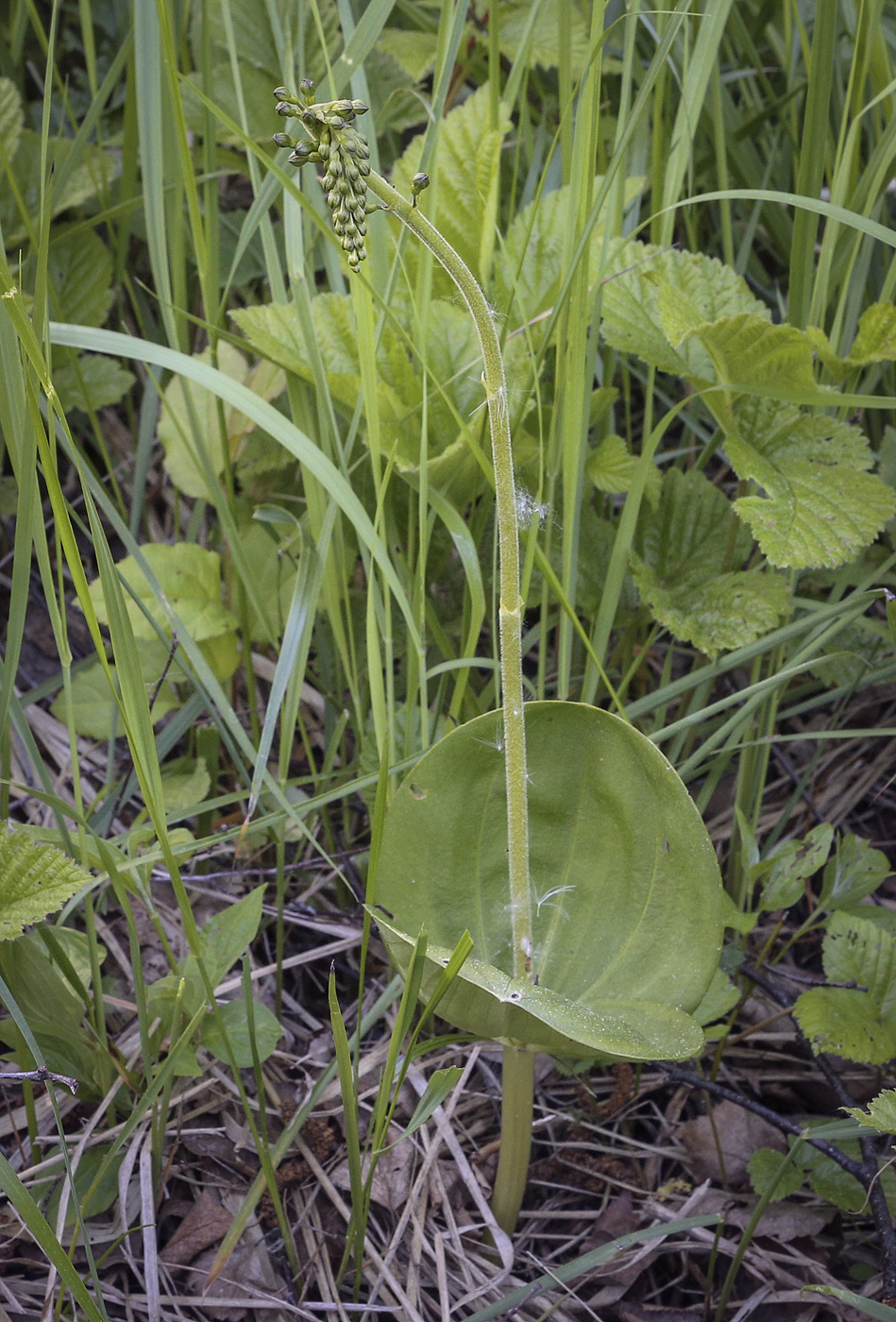 Изображение особи Listera ovata.